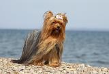 YORKSHIRE TERRIER 305